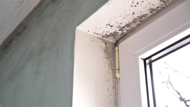 Mold Remediation for Rental Properties in Woodville, CA