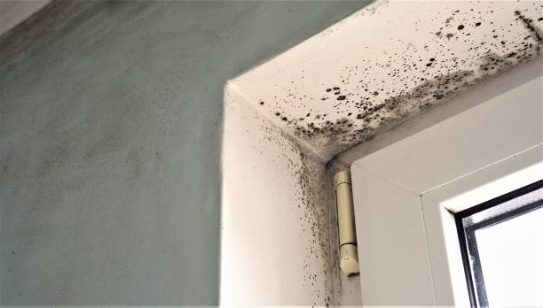 Best Residential Mold Inspection & Testing  in Woodville, CA