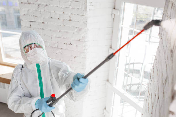 Best Water Damage & Mold Remediation  in Woodville, CA