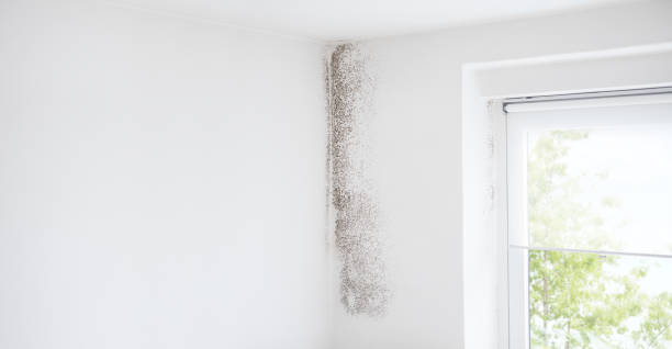  Woodville, CA Mold Removal Pros