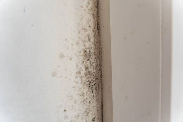 Mold Documentation for Insurance Claims in Woodville, CA